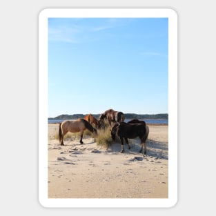 Assateague Beach Ponies Series - 04 Sticker